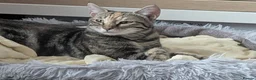 British Shorthair cats for sale: Short hair tabby needing a new home  in West Bromwich - Advert 3