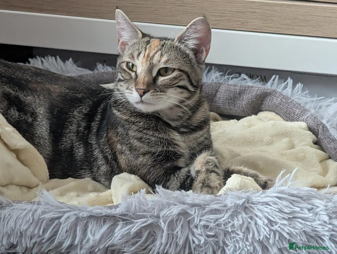British Shorthair cats for sale: Short hair tabby needing a new home  in West Bromwich - Advert 3