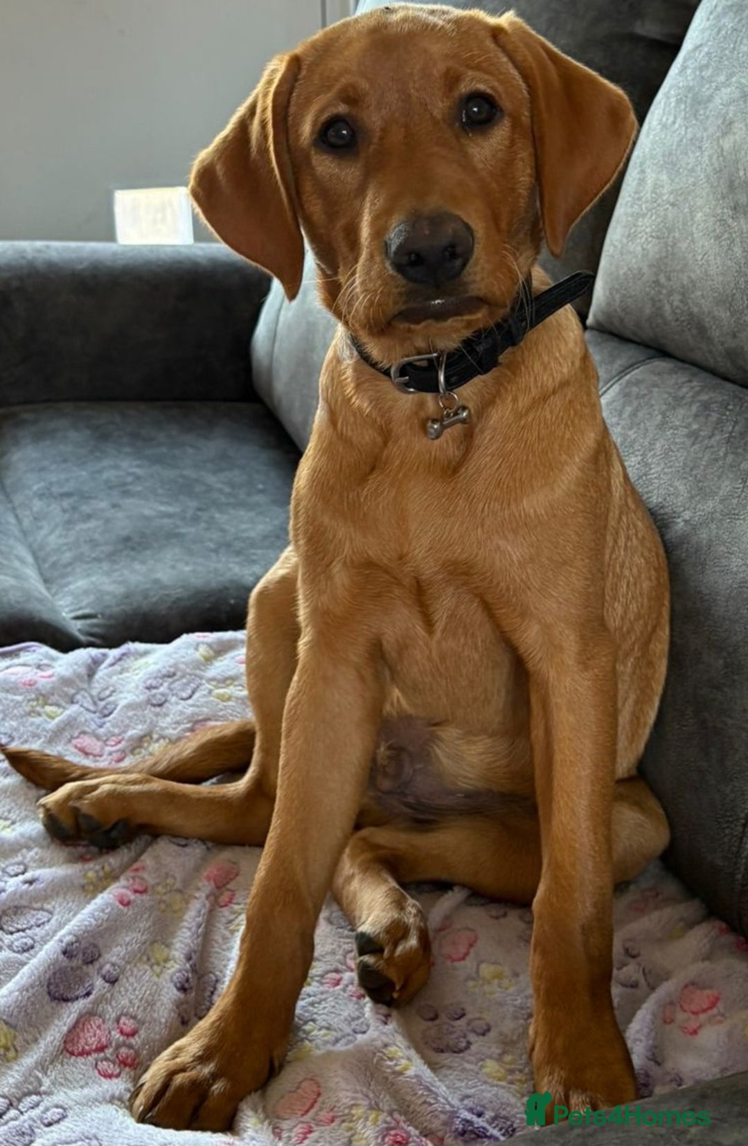 Labrador Retriever dogs for sale: Red Fox Labrador  - Advert 2