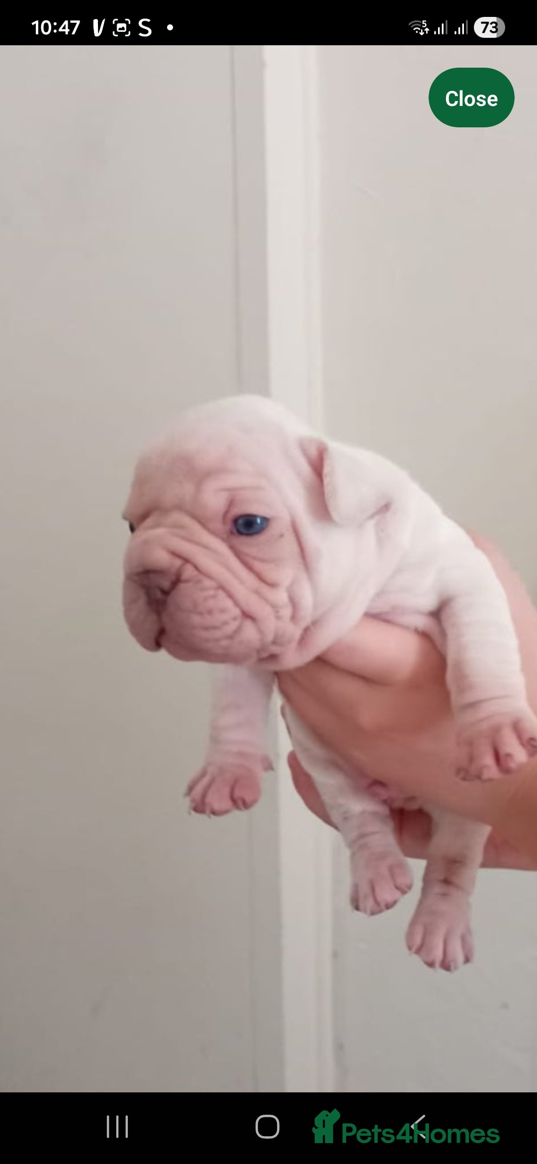 French Bulldog dogs for sale: Platuim cream velvet French bulldog - Image 1