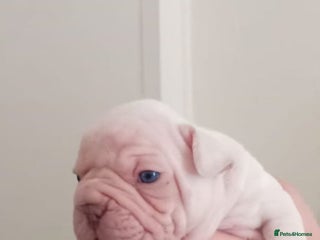 French Bulldog dogs - Advert 16