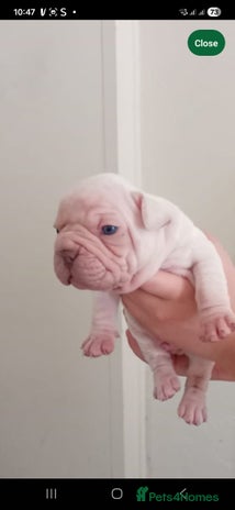 French Bulldog dogs - Advert 9