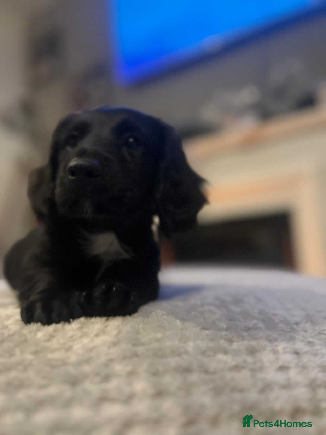 Dachshund dogs for sale: Long haired dachshunds for sale  - Advert 4