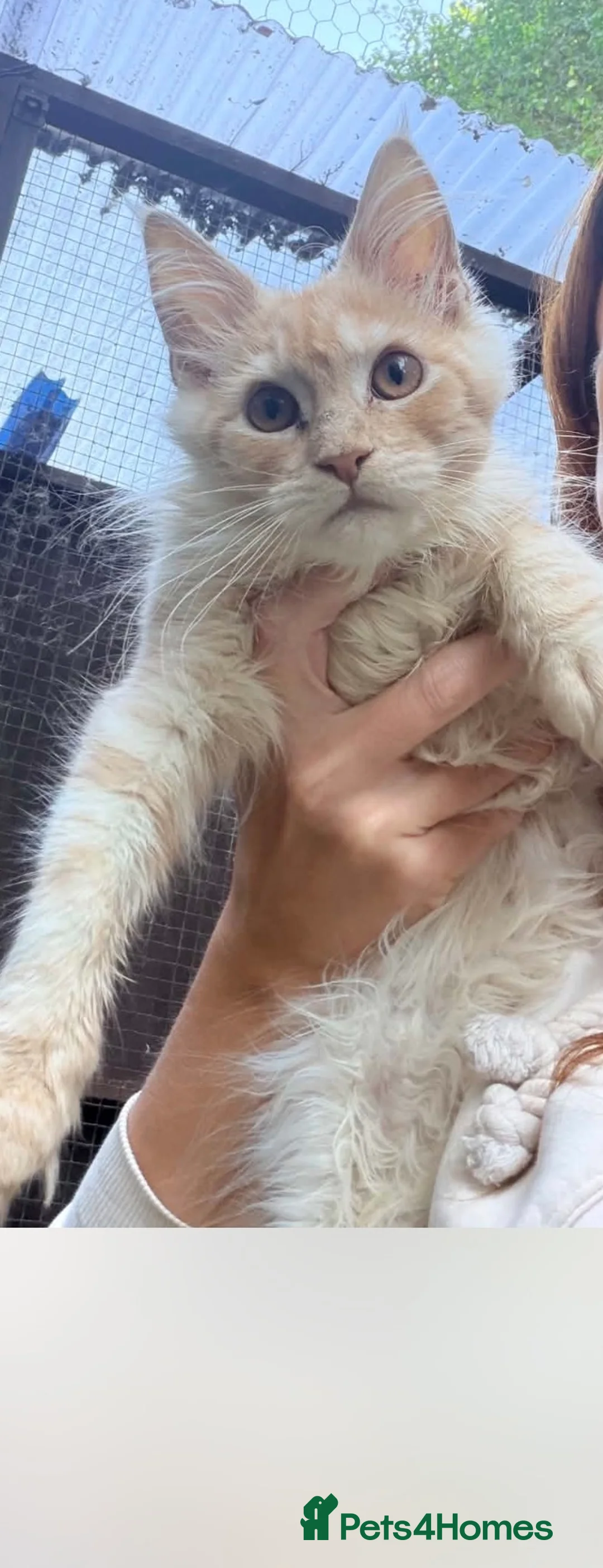 Maine Coon cats for sale: Tica reg red maine coon kitten  in Plymouth - Advert 2