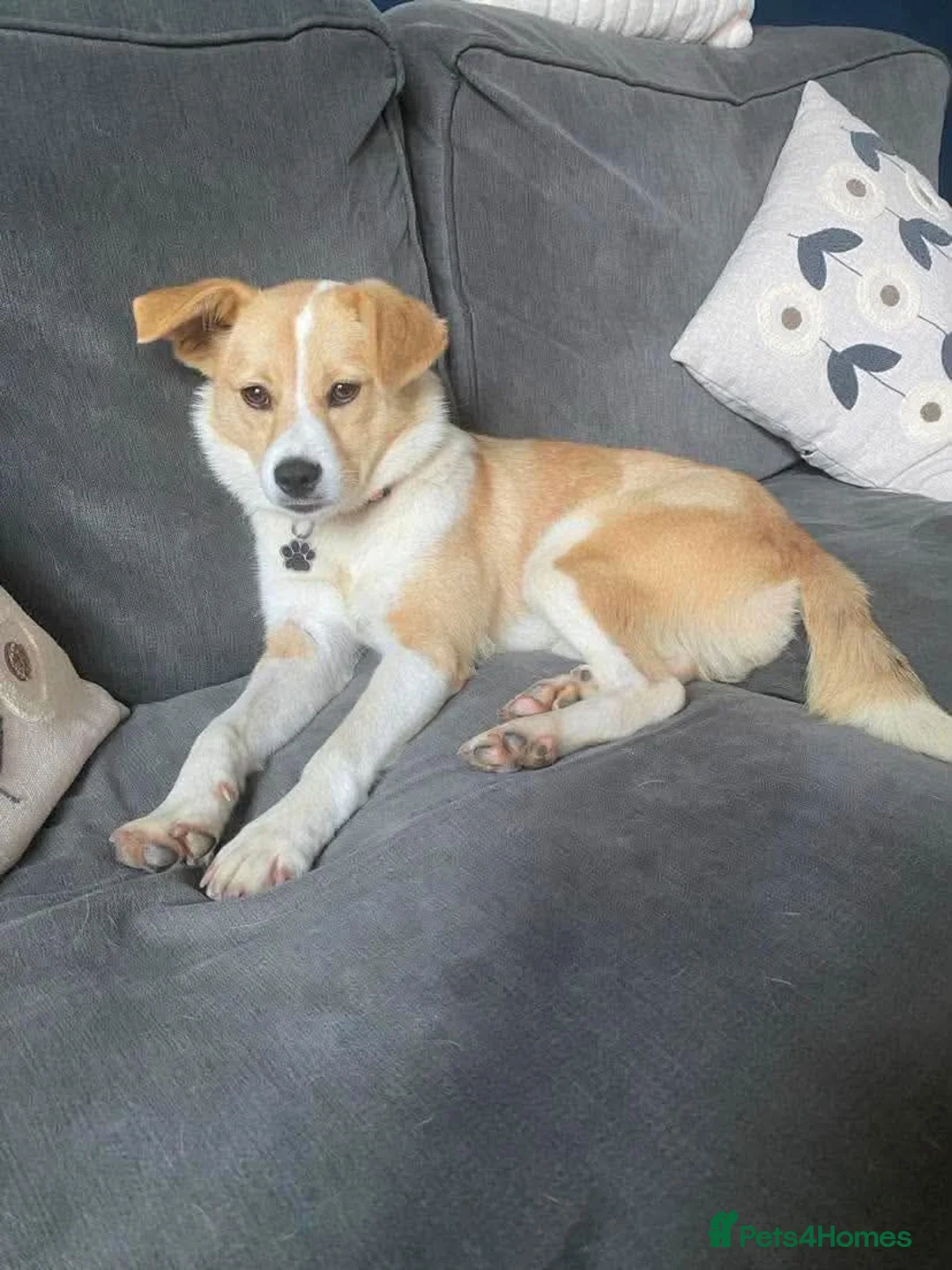 Mixed Breed dogs for adoption: HONEY-friendly gurl/ loves kids&dogs&cats/gentle in Evesham - Advert 2