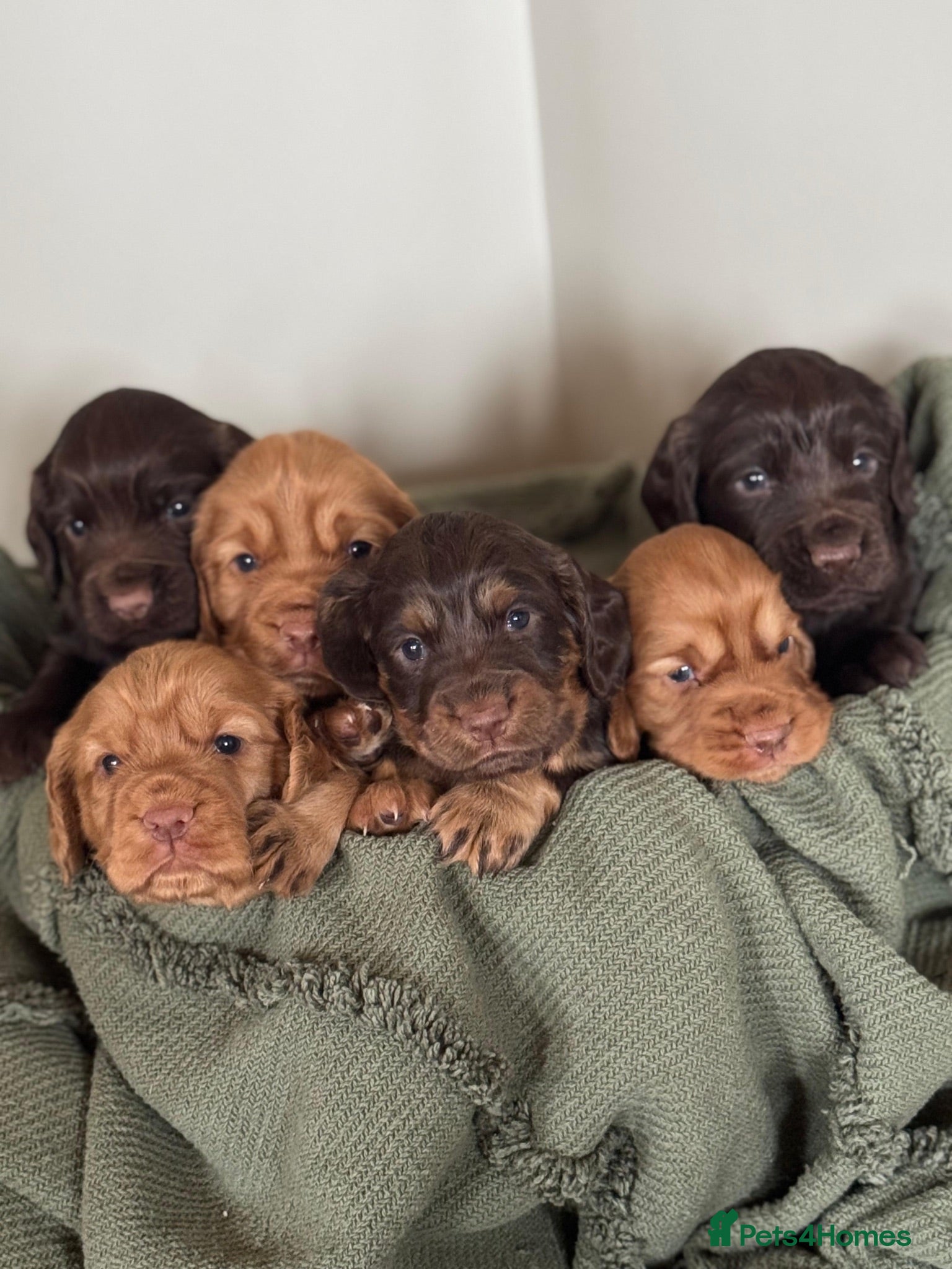 Cocker Spaniel dogs Working cocker Spaniel Puppies - Advert 1