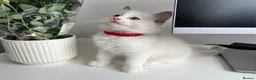 Ragdoll cats for sale: Pure Ragdoll Kittens  in London - Advert 3