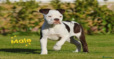 Olde English Bulldogge dogs COUNCIL APPROVED⭐️5 RATED. 23 YEARS EXPERIENCE  - Advert 3