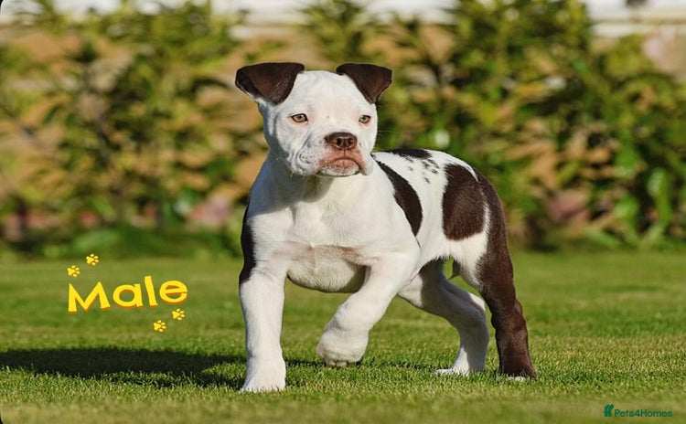 Olde English Bulldogge dogs COUNCIL APPROVED⭐️5 RATED. 23 YEARS EXPERIENCE  - Advert 3