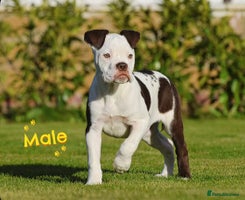 Olde English Bulldogge dogs COUNCIL APPROVED⭐️5 RATED. 23 YEARS EXPERIENCE - Advert 3