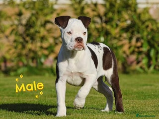 Olde English Bulldogge dogs COUNCIL APPROVED⭐️5 RATED. 23 YEARS EXPERIENCE - Advert 4