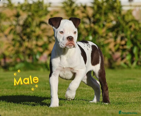 Olde English Bulldogge dogs COUNCIL APPROVED⭐️5 RATED. 23 YEARS EXPERIENCE - Advert 2