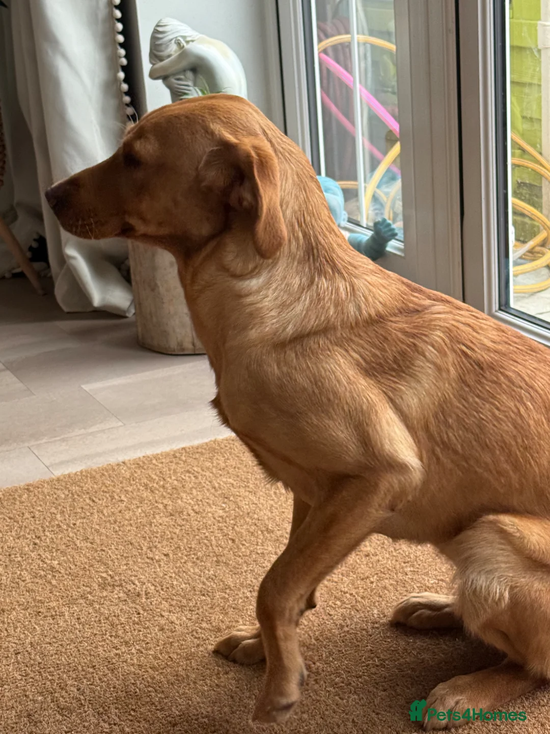 Labrador Retriever dogs for sale: 10 month old labrador  - Advert 4