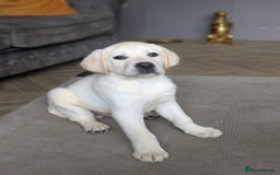 Labrador Retriever dogs for sale: 2 Trained Labradors for Sale  - Image 5