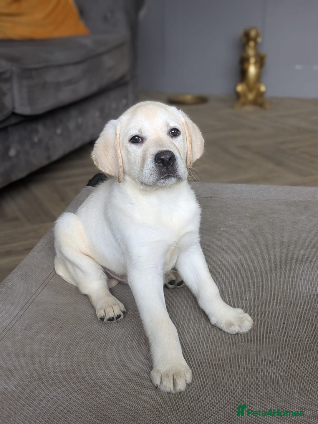 Labrador Retriever dogs for sale: 2 Trained Labradors for Sale  - Image 5