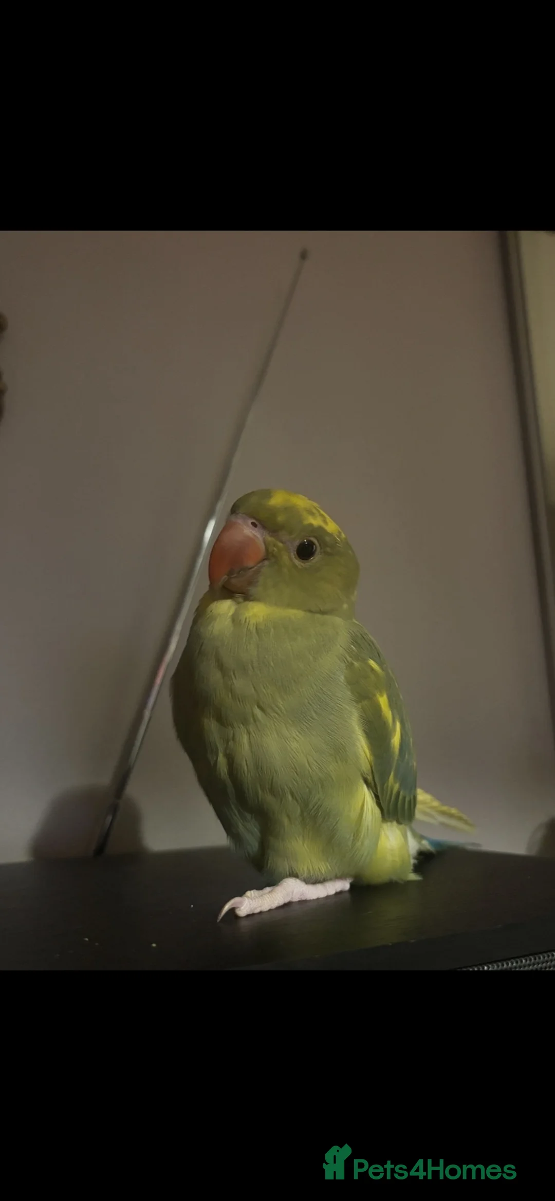 Ringnecks birds for sale: beautiful irn looking for a new home  - Advert 1