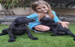 Labrador Retriever dogs for sale: ONLY 2 LEFT. Beautiful Healthy Labrador Puppies - Image 8