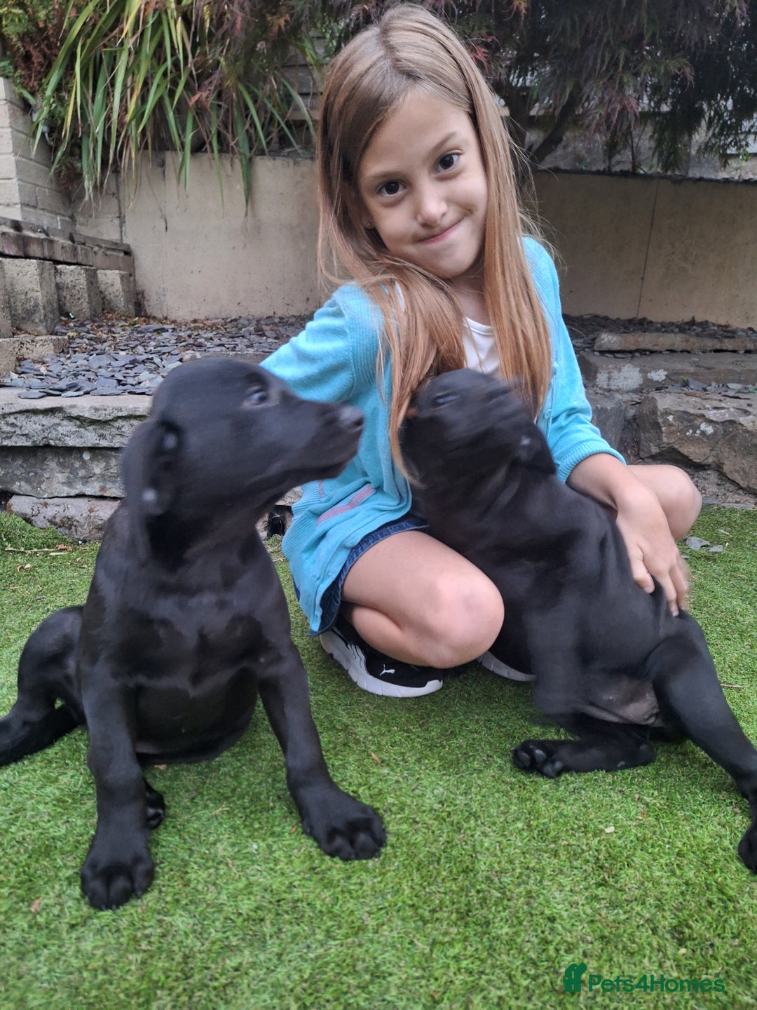 Labrador Retriever dogs for sale: ONLY 2 LEFT. Beautiful Healthy Labrador Puppies - Image 8