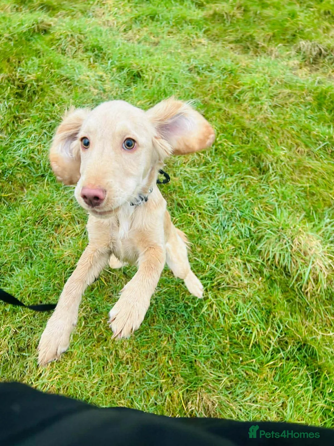 Mixed Breed dogs for sale: Beautiful loving Cocker Spaniel/Retriever - Advert 3