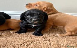 Cocker Spaniel dogs for sale: Stunning cocker spaniel puppies  - Image 13