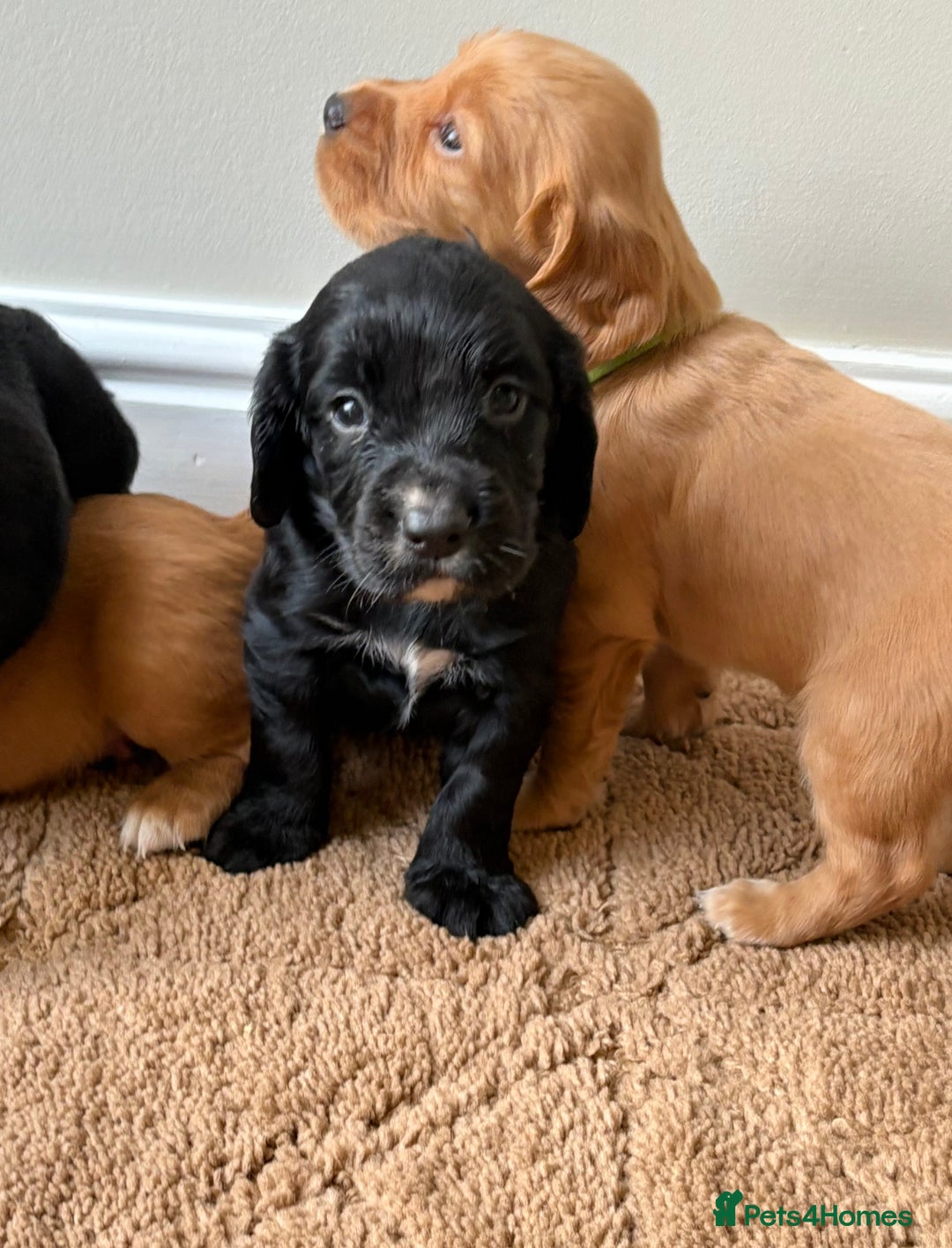 Cocker Spaniel dogs for sale: Stunning cocker spaniel puppies  - Image 13