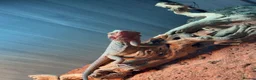 Bearded Dragon reptiles for sale: Bearded dragon 50% red monster x tangerine  - Advert 2