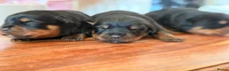 Rottweiler dogs for sale: Stocky Rottweiler pups  - Advert 8