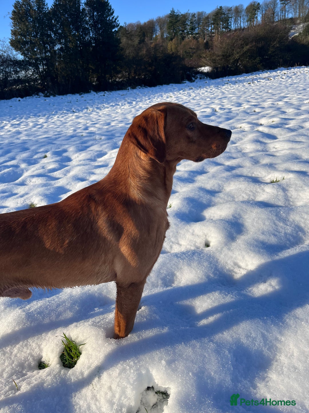Labrador Retriever dogs for stud: Labrador stud boys in Saltburn-by-the-Sea - Advert 19