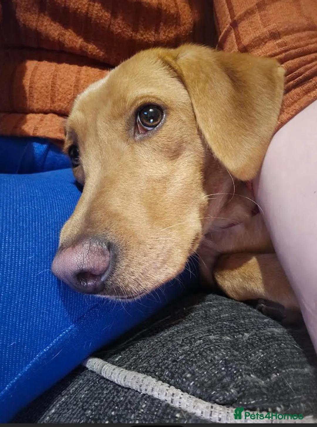 Labrador Retriever dogs for sale: Stunning 14 month old labby bitch - Advert 3