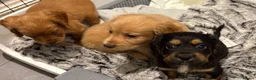 Cocker Spaniel dogs for sale: Beautiful working cocker spaniels  - Advert 11