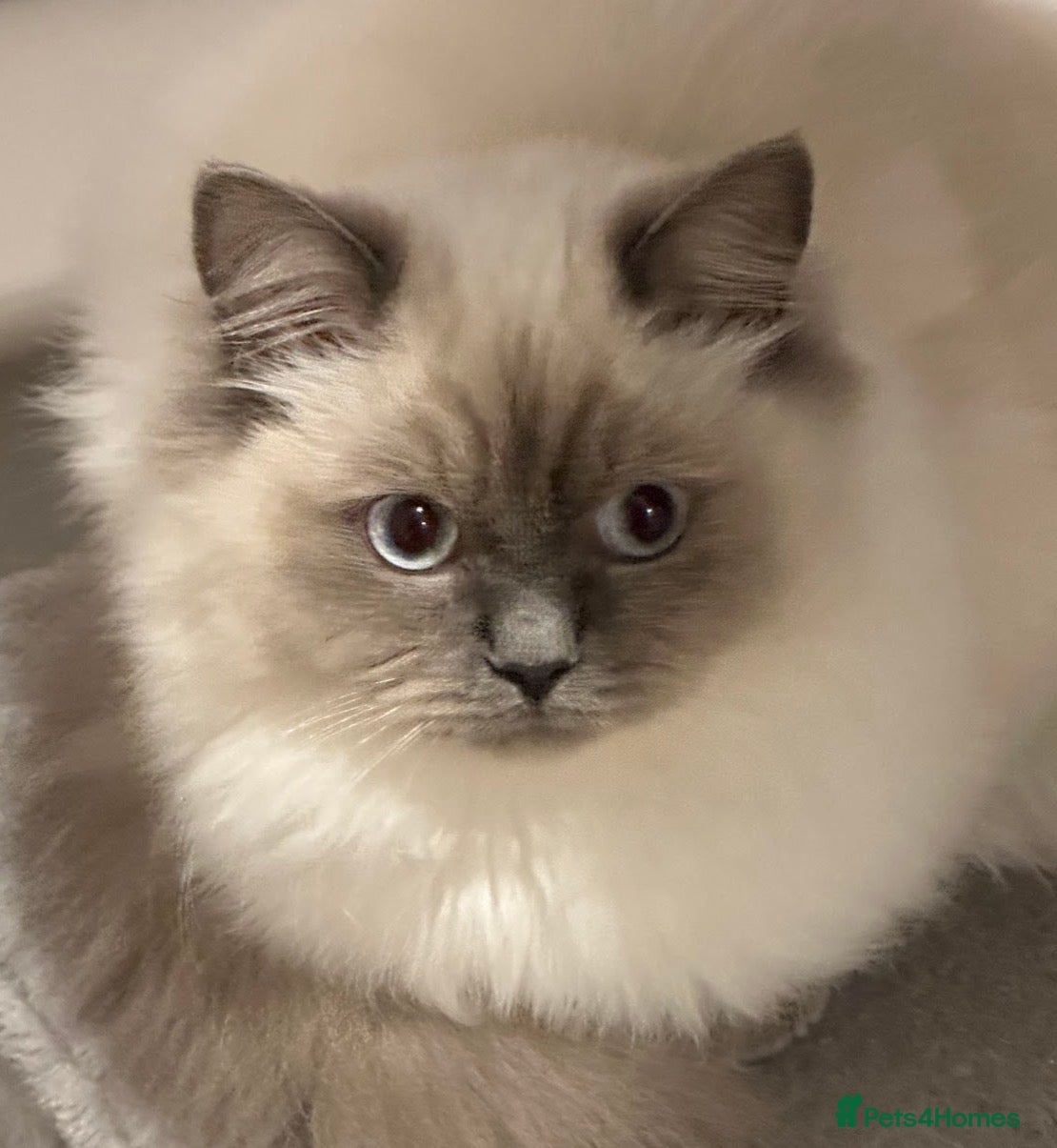 Ragdoll cats Cute Ragdoll Kittens for sale - Advert 1