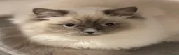 Ragdoll cats for sale: Cute Ragdoll Kittens for sale - Advert 1