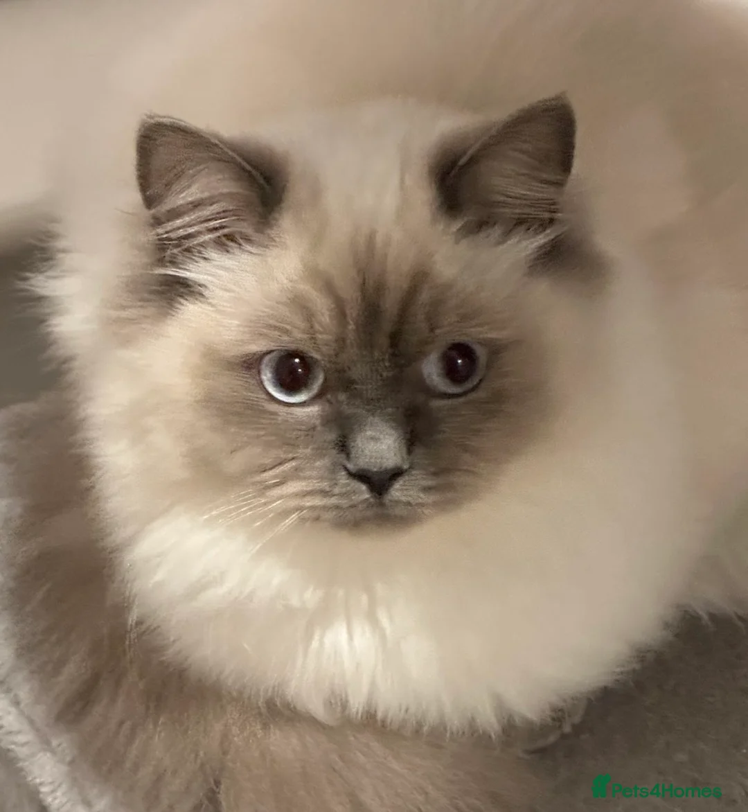 Ragdoll cats for sale: Cute Ragdoll Kittens for sale - Advert 1