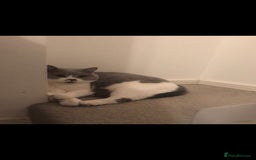 British Shorthair cats for sale: Urgent Rehoming Needed - Image 4