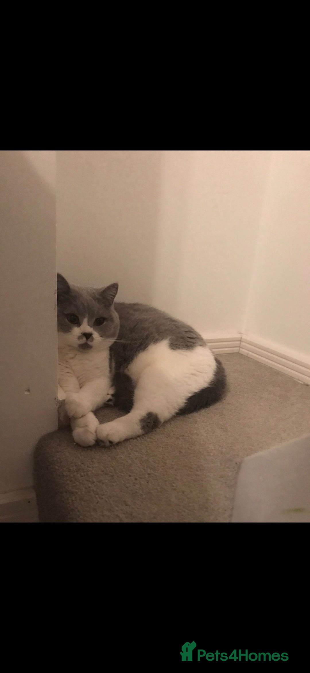 British Shorthair cats for sale: Urgent Rehoming Needed - Image 4
