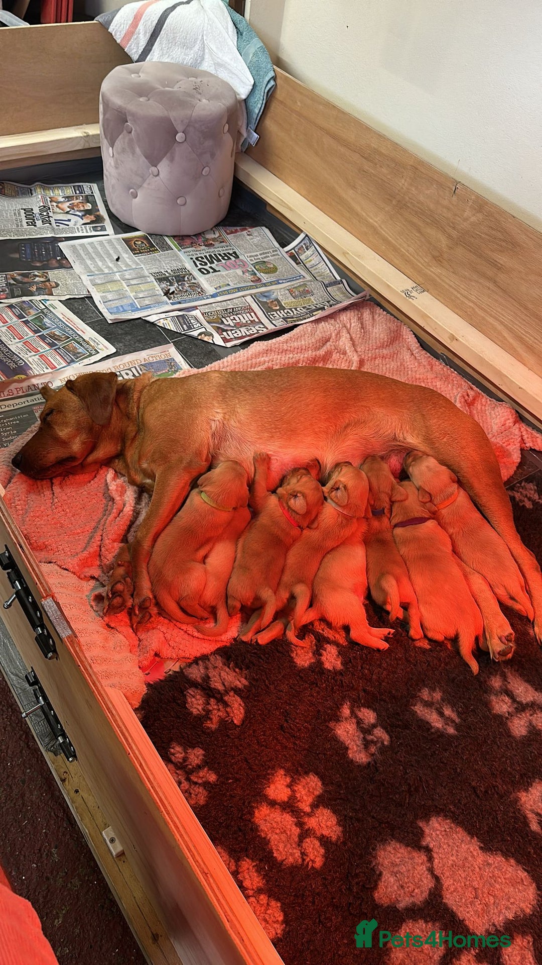 Labrador Retriever dogs for sale: Stunning fox red labrador puppies for sale - Image 4