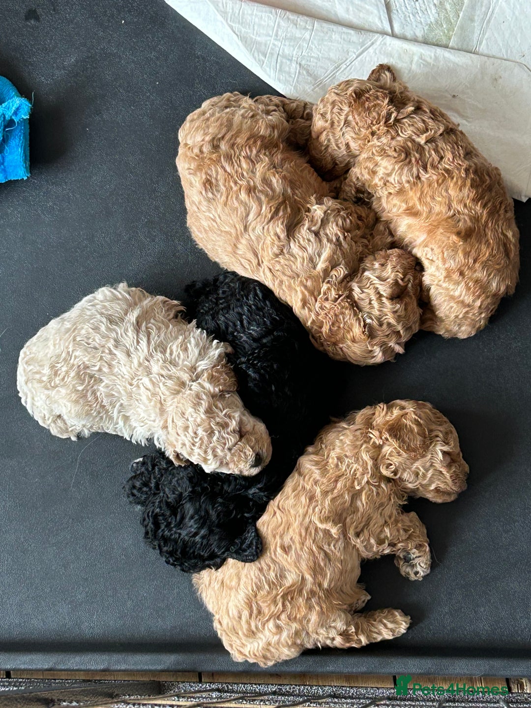 Toy Poodle dogs for sale: Toy poodle puppies ready now. Aberdeenshire - Image 12