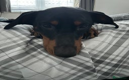 Dobermann dogs for sale: Dobermann male - Image 6