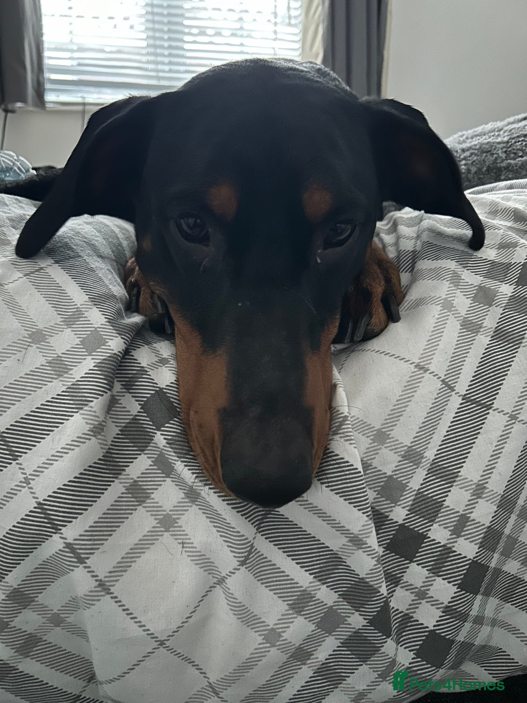 Dobermann dogs for sale: Dobermann male - Image 6