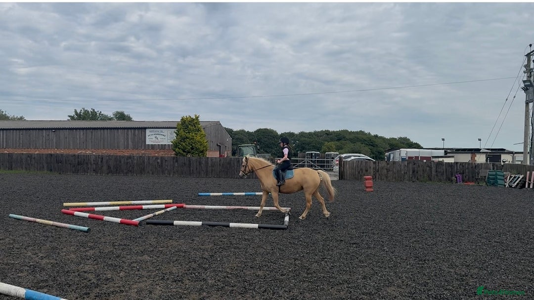 Welsh Section C horses for sale: Child’s best friend  - Image 2
