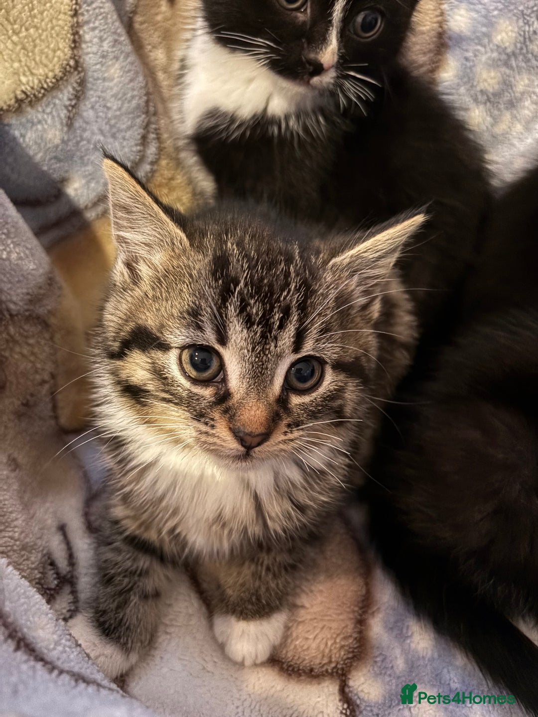 Mixed Breed cats for sale: Beautiful kittens - Image 11