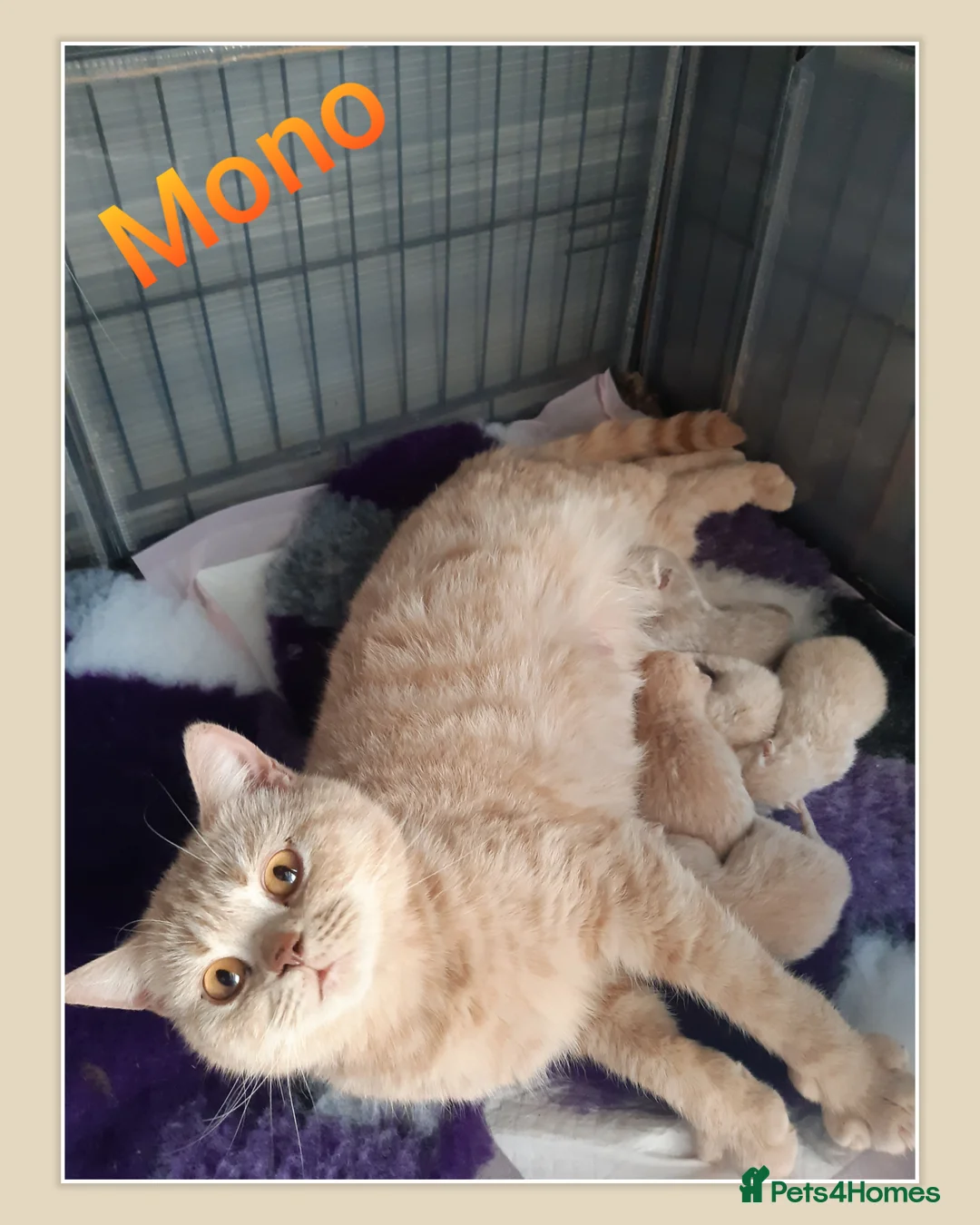 British Shorthair cats for sale: ** Sweet Little BSH Kitten ** - Advert 2