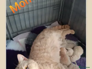 British Shorthair cats ** Sweet Little BSH Kitten ** - Advert 4