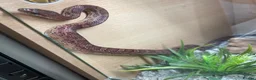 Corn Snake reptiles for sale: Corn Snake (Wild Type) - Advert 12