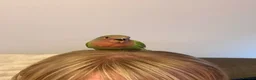 Lovebirds birds for sale: Baby hand reared lovebirds 2 x Lutino 1 x normal   in Rotherham - Advert 6
