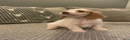 Cockapoo dogs for sale: cockapoo f1 girl puppy - Advert 3