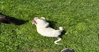 Lurcher dogs - Advert 2