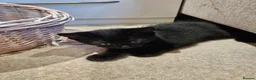 Domestic Shorthair cats for sale: Adorable kittens -Hayling island  - Advert 26