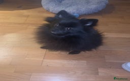 Pomeranian dogs for sale: Hi I’m phantom a 2 year old Pomeranian  - Image 1