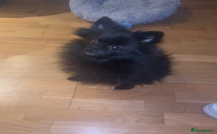 Pomeranian dogs - Advert 1